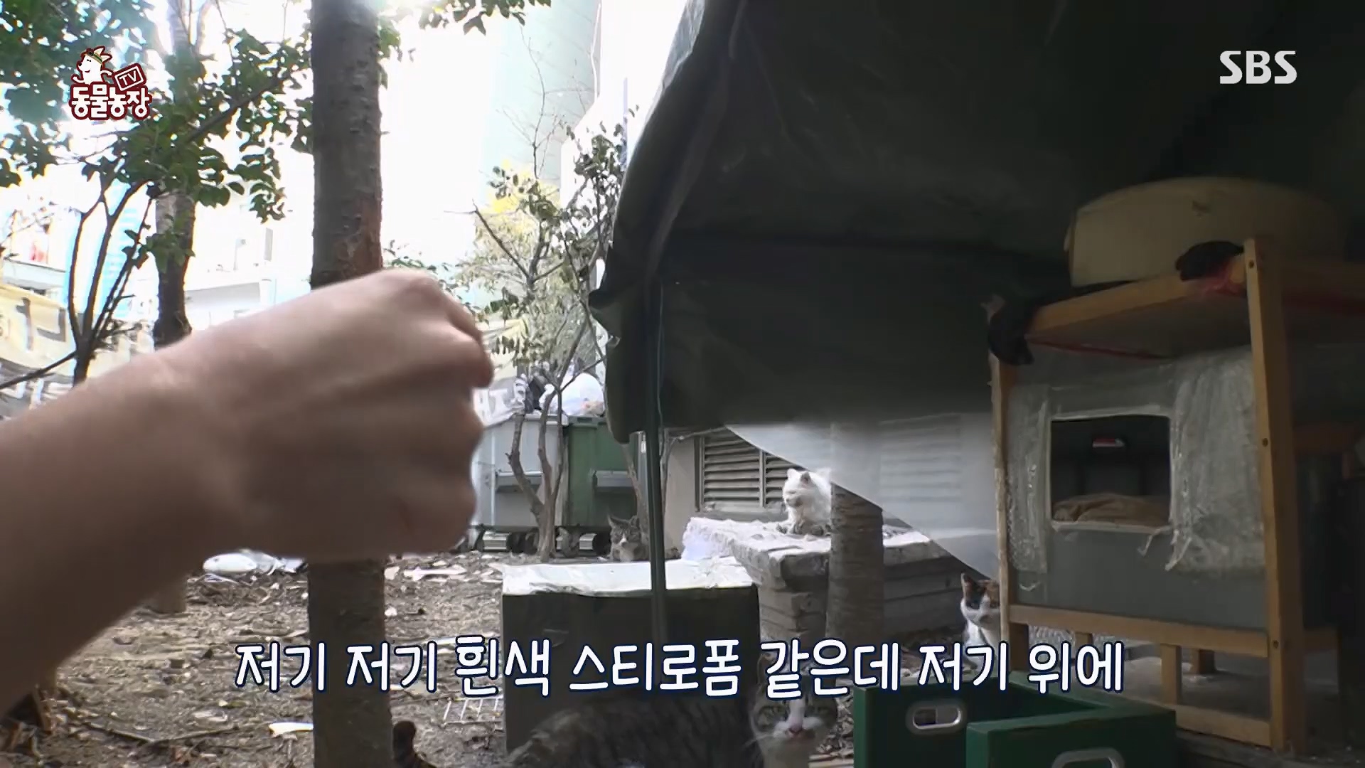 TV 동물농장.E1180.240714p.H264-F1RST.mp4_20240715_201736.819.jpg