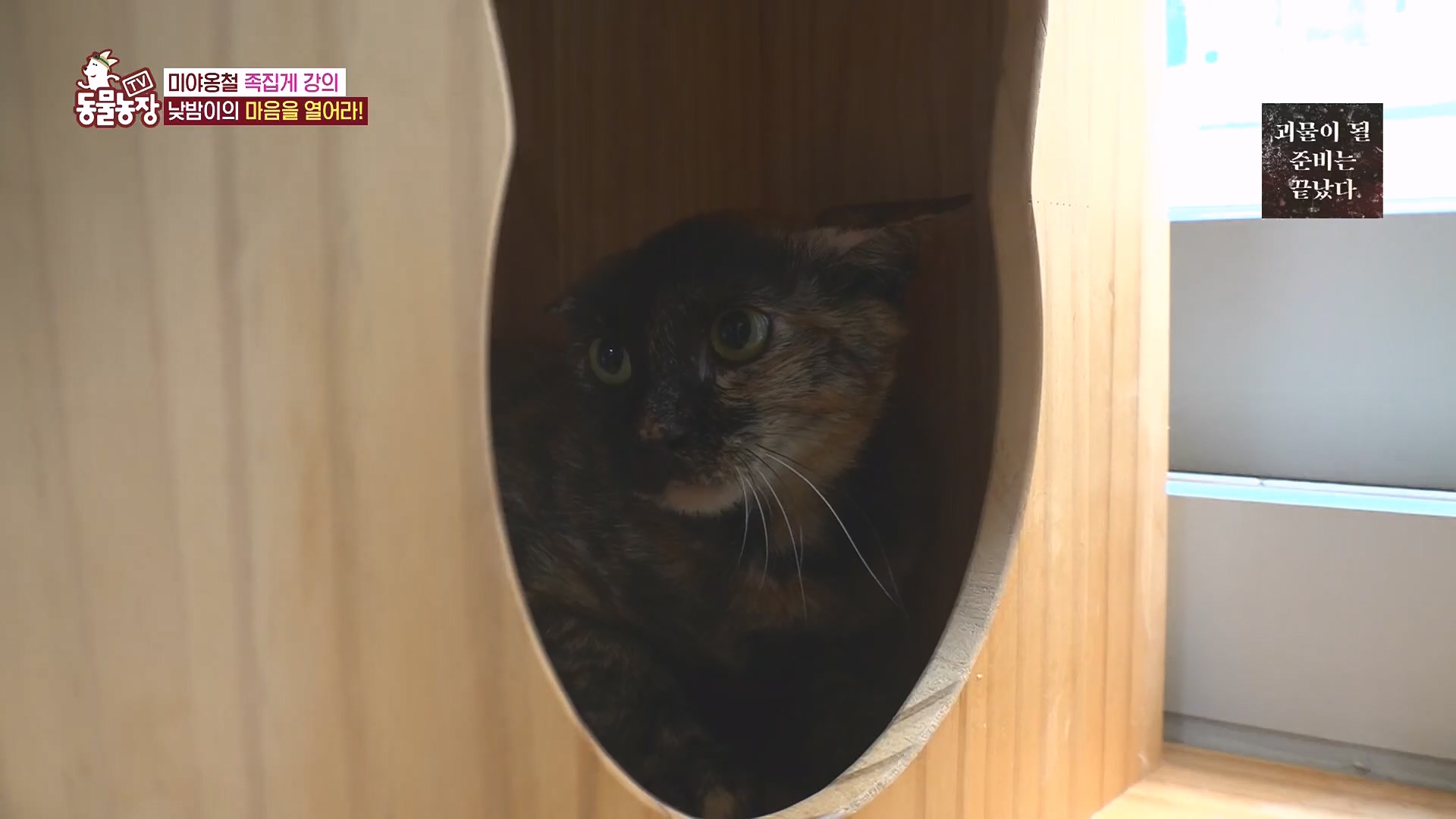 TV 동물농장.E1136.230903p.H264-F1RST.mp4_20230903_180400.037.jpg