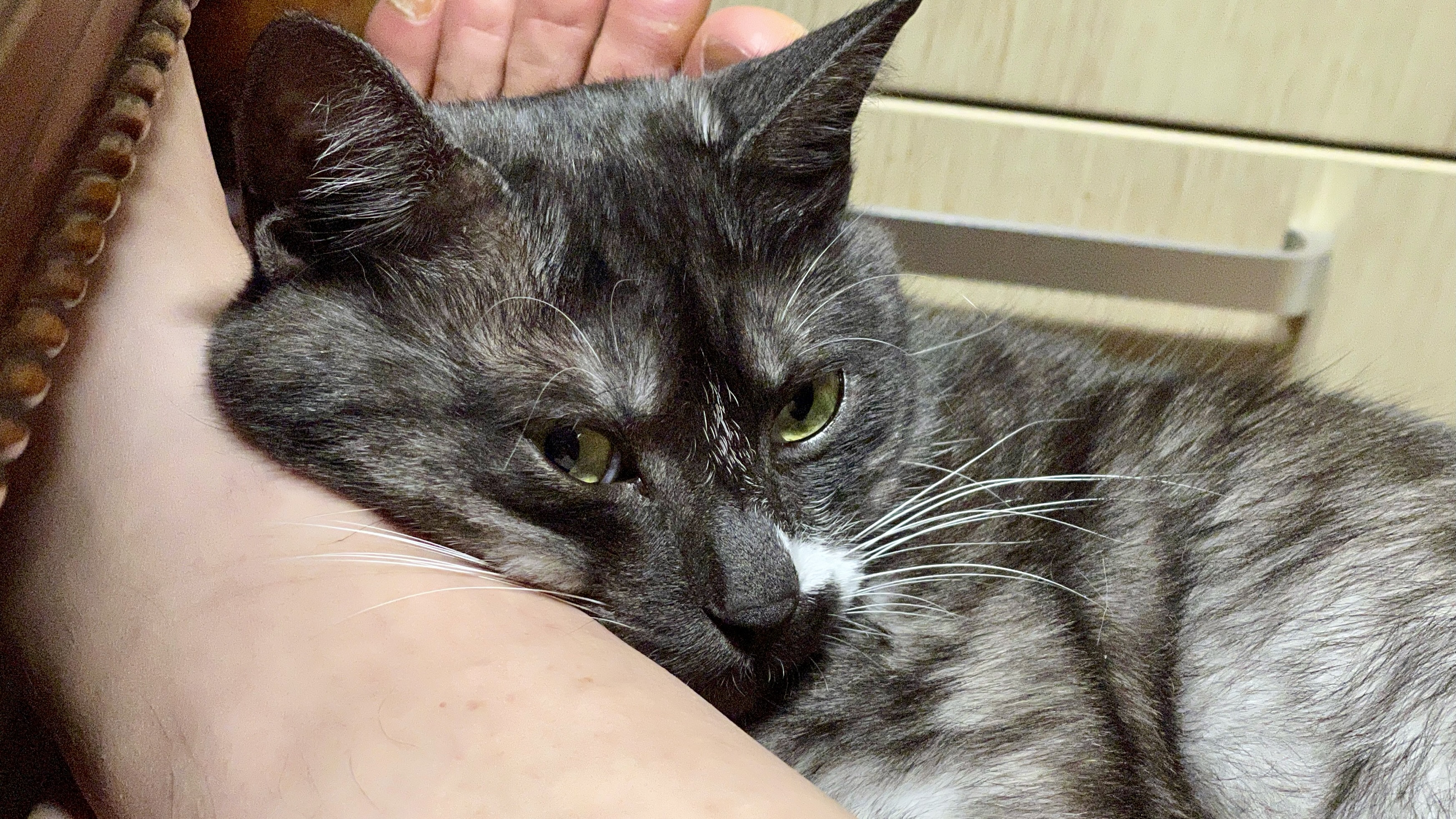 냥이_20220303 51