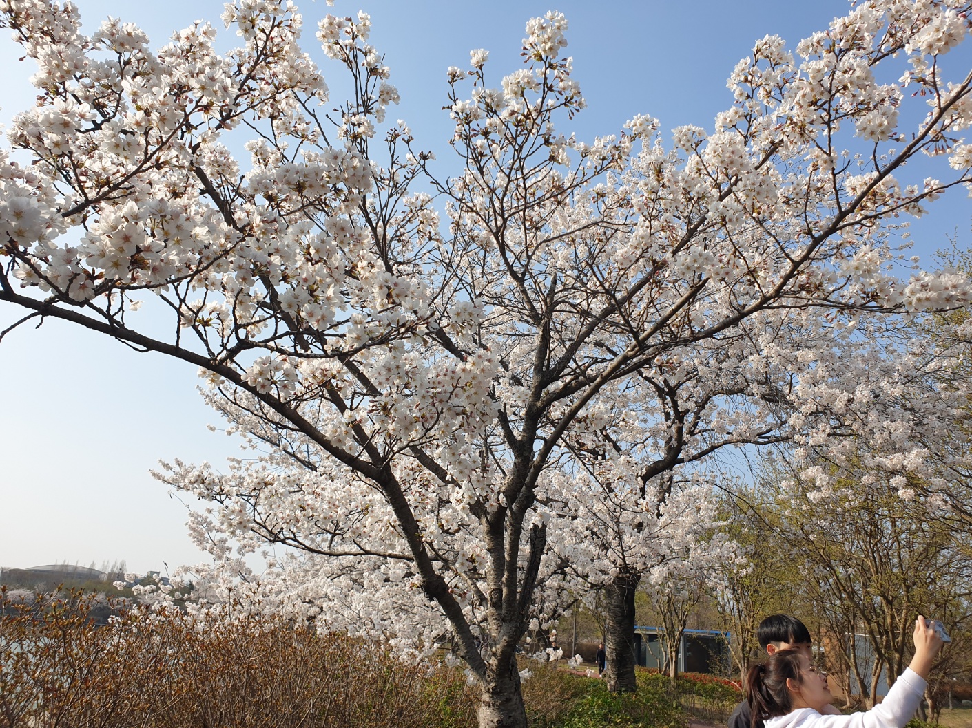 화순벚꽃명소