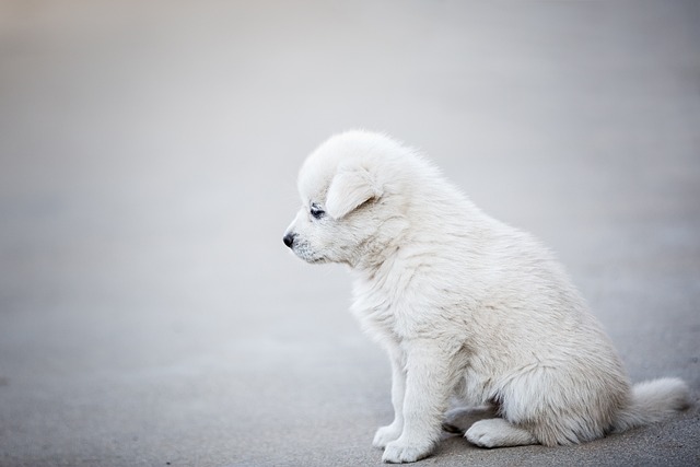 강아지가 한숨