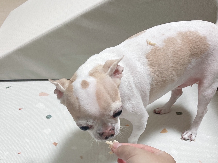 단모 성격 털빠짐 주의점 5