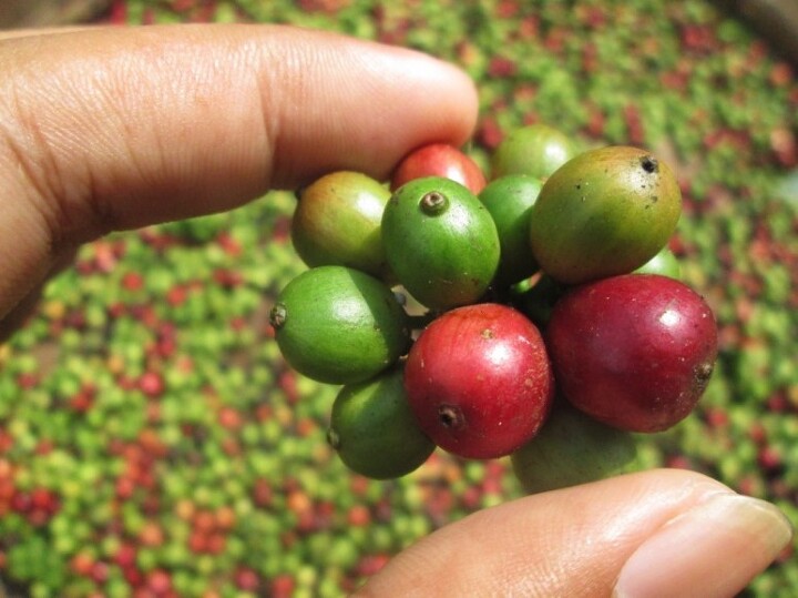 코스타리카 커피의 맛과 특징