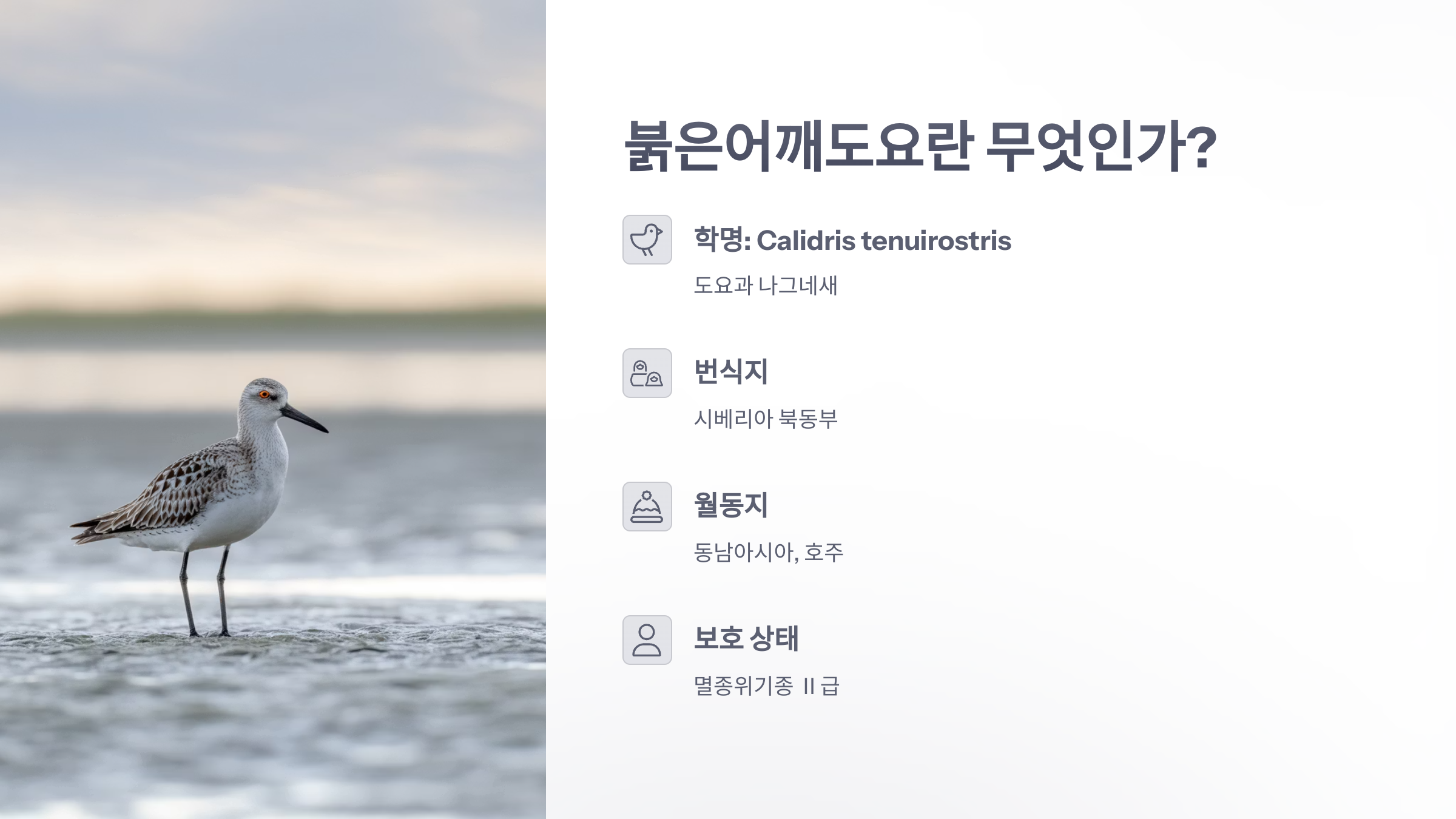 참조-붉은어깨도요-2