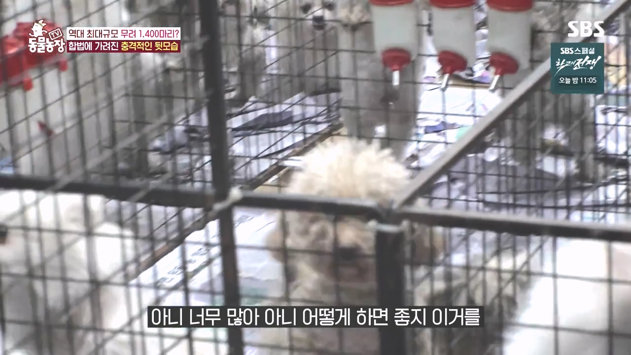 TV 동물농장.E1142.231023p-NEXT.mp4_20231022_171931.853.jpg