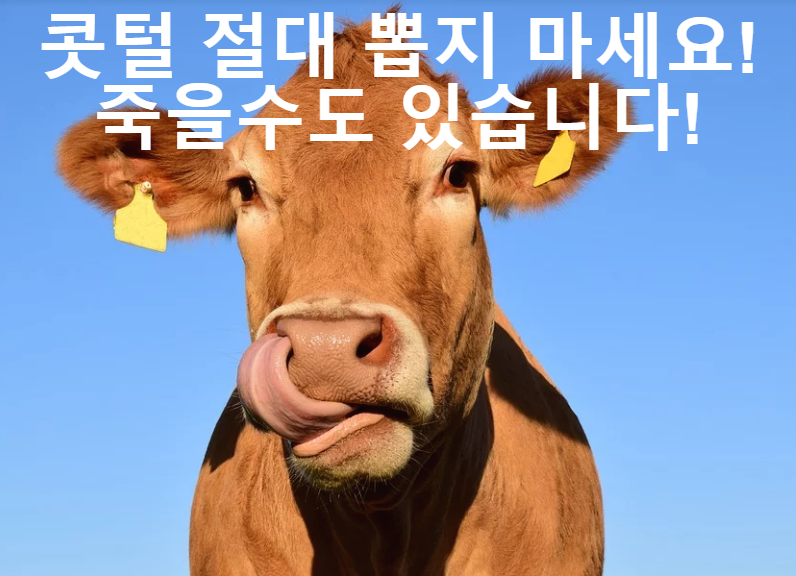  코털은 절대 뽑지 말고 자르세요! 코털 뽑았다가 죽을 수도 있어요!
