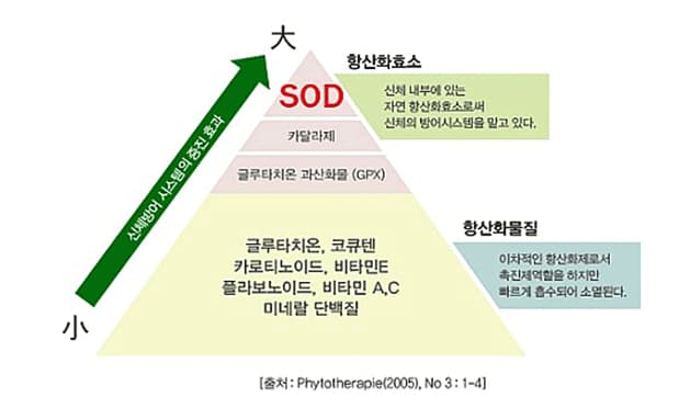  최고의 항산화제 글루타치온 효능