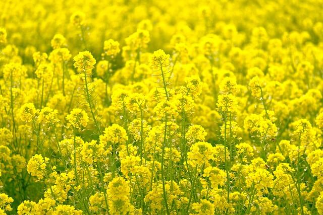 고창 청보리밭 축제 기간&amp;#44; 주차&amp;#44; 행사안내