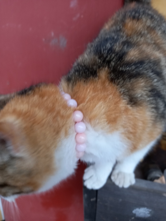 img.jpg