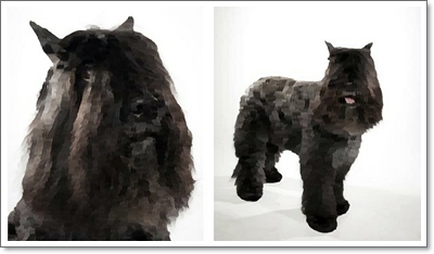  부비에 데 플랑드르 파트라슈 실제 견종의 분양가격 및 품종,역사, 수명에 대해(Bouvier des Flandres)