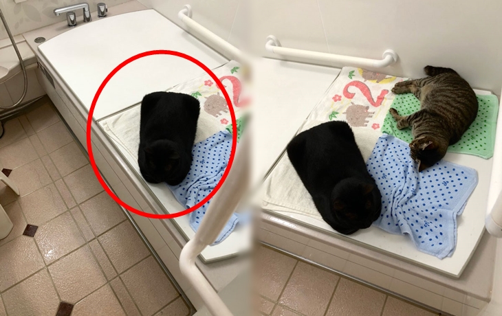 고양이 액체설(?)을 증명하는 사진에 난리 난 네티즌들
