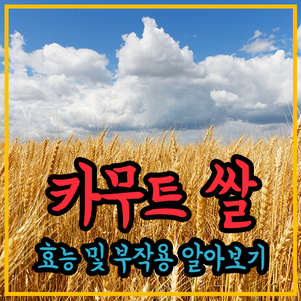 카무트-카무트쌀-카무트효능-카무트부작용