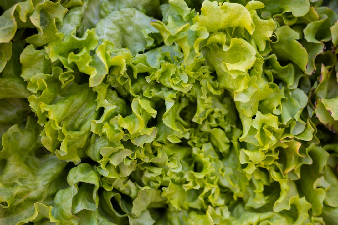 Lettuce