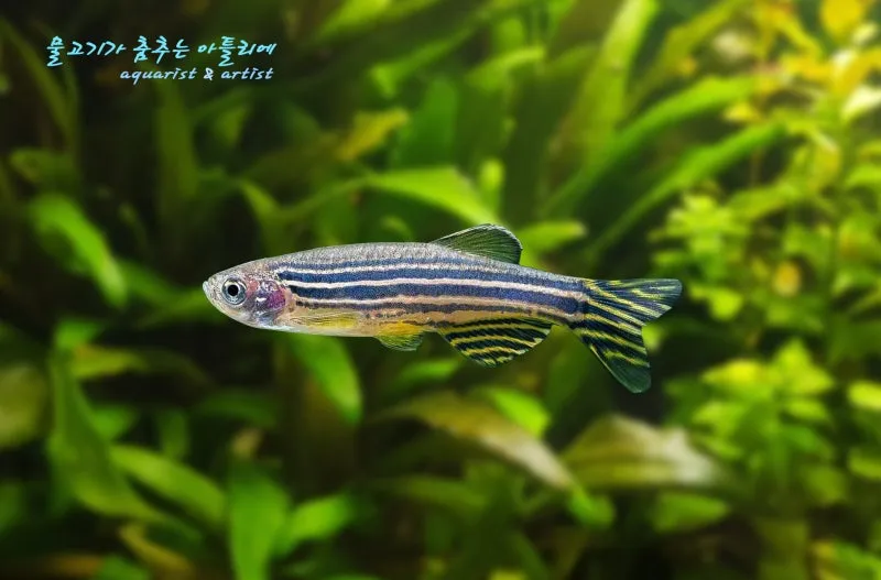 제브라다니오 키우기 출산징후 수명 물갈이법 먹이 횟수 물온도_1