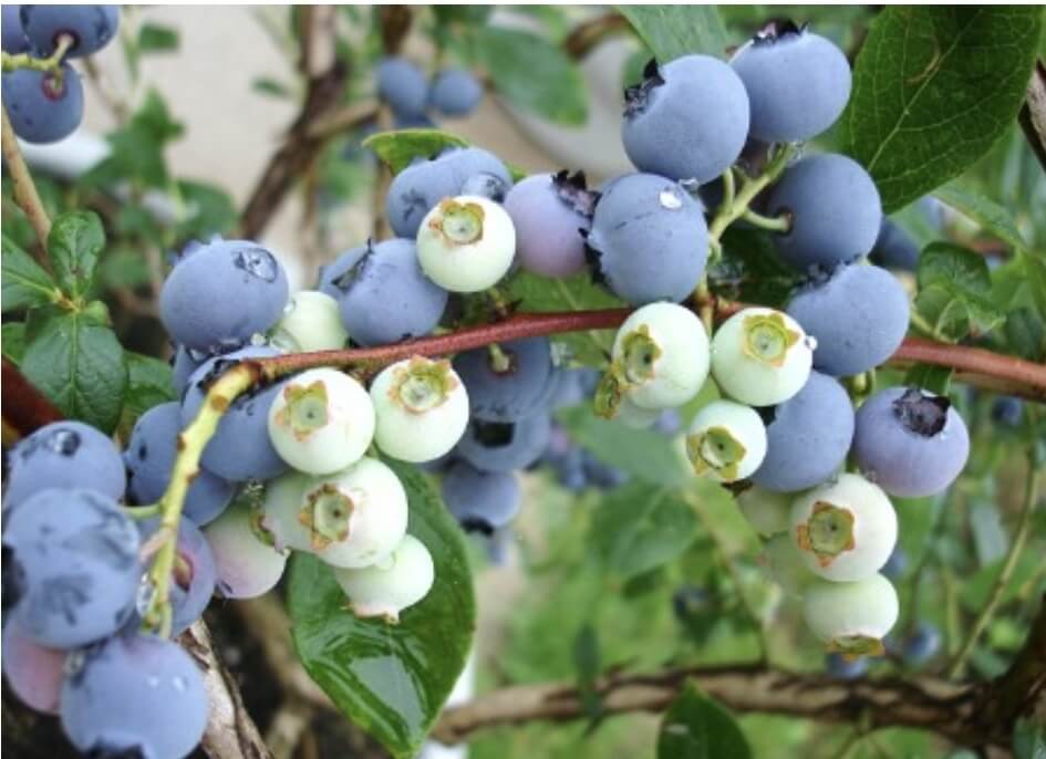 블루베리 열매가 가득 열려있다