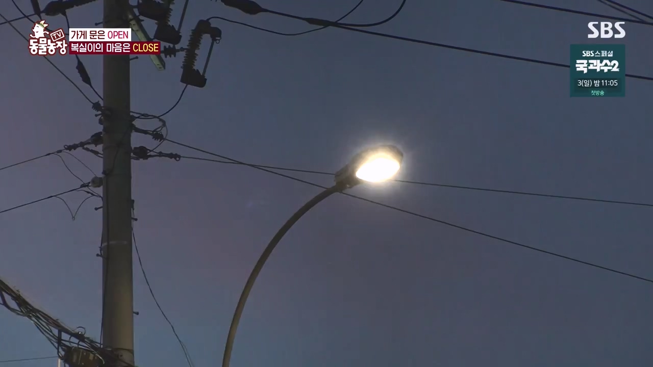 TV 동물농장.E1135.230828p-NEXT.mp4_20230827_180830.127.jpg