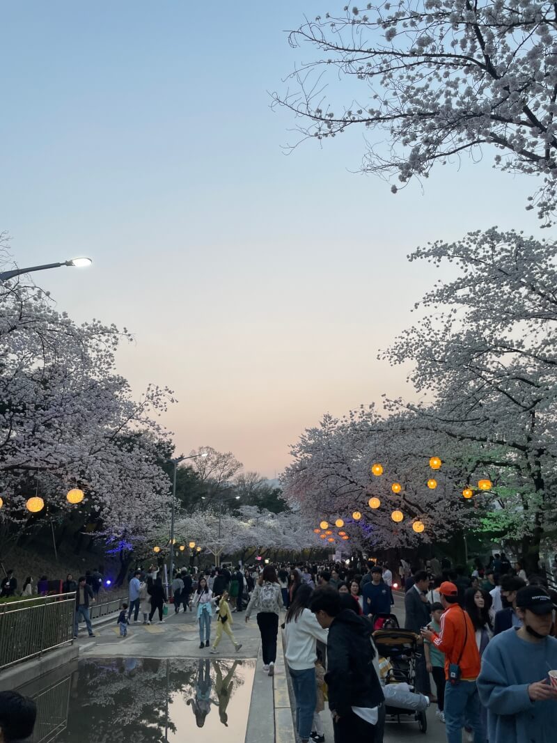 야간벚꽃축제