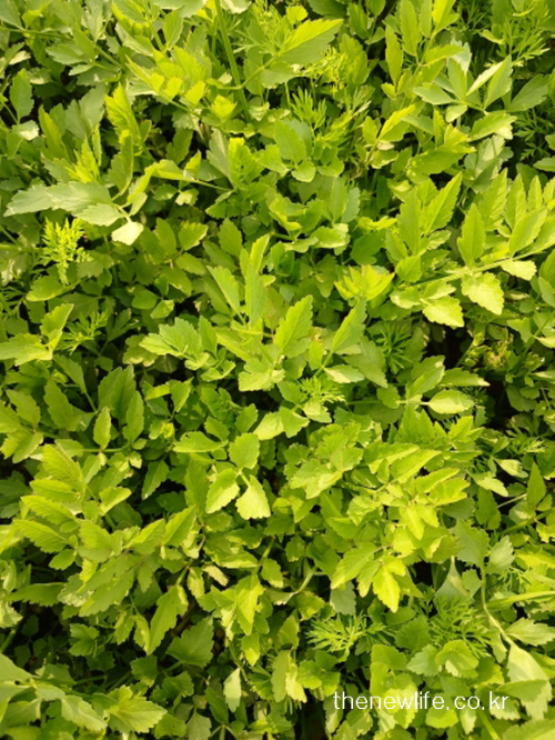 Glossy green Korean minari leaves growing under warm sunlight – symbolizing hydration and skin health benefits.”-“햇살 아래 윤기 있게 자란 미나리 잎 – 수분 공급과 피부 건강에 도움을 주는 자연의 나물”