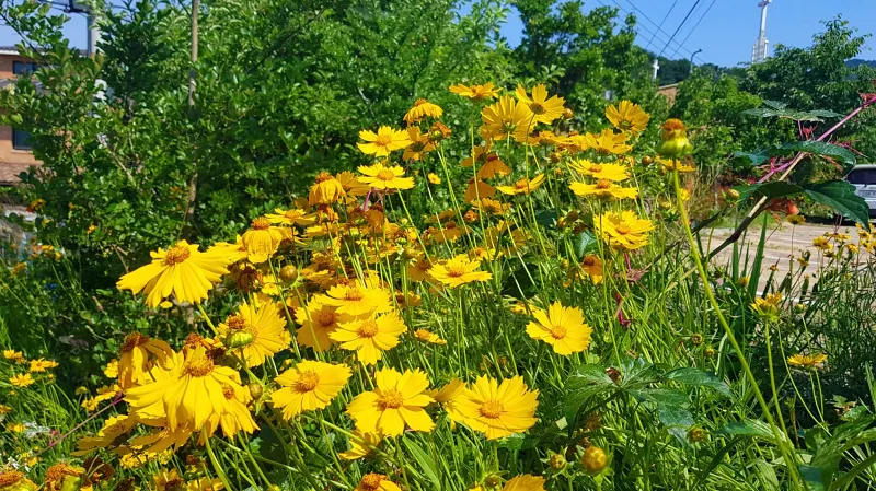 창원 비음산 야생화