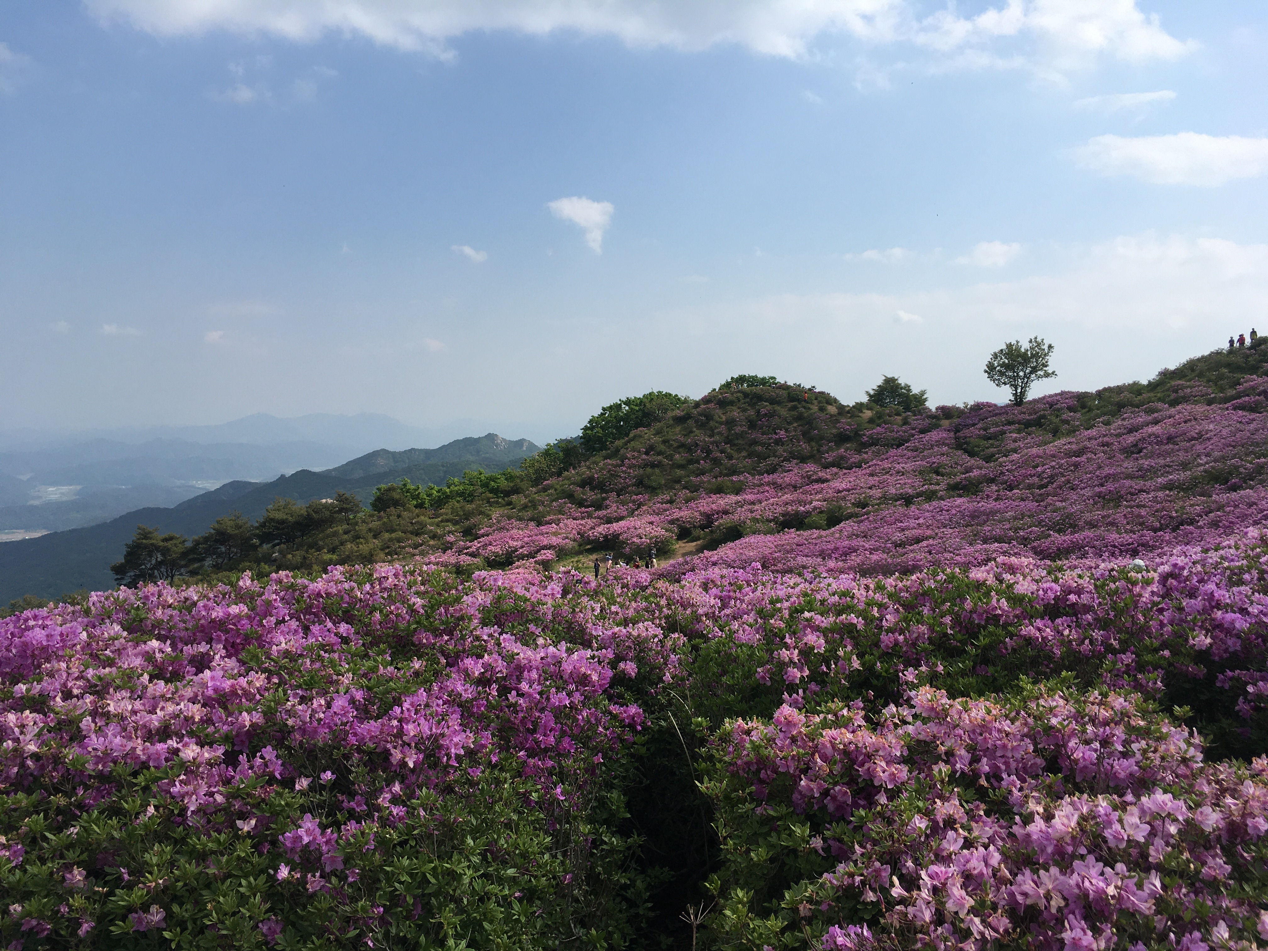 철쭉 군락지 이미지