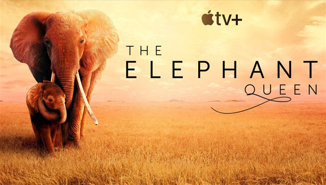  엘리펀트 퀸(the Elephant Queen, 2019)