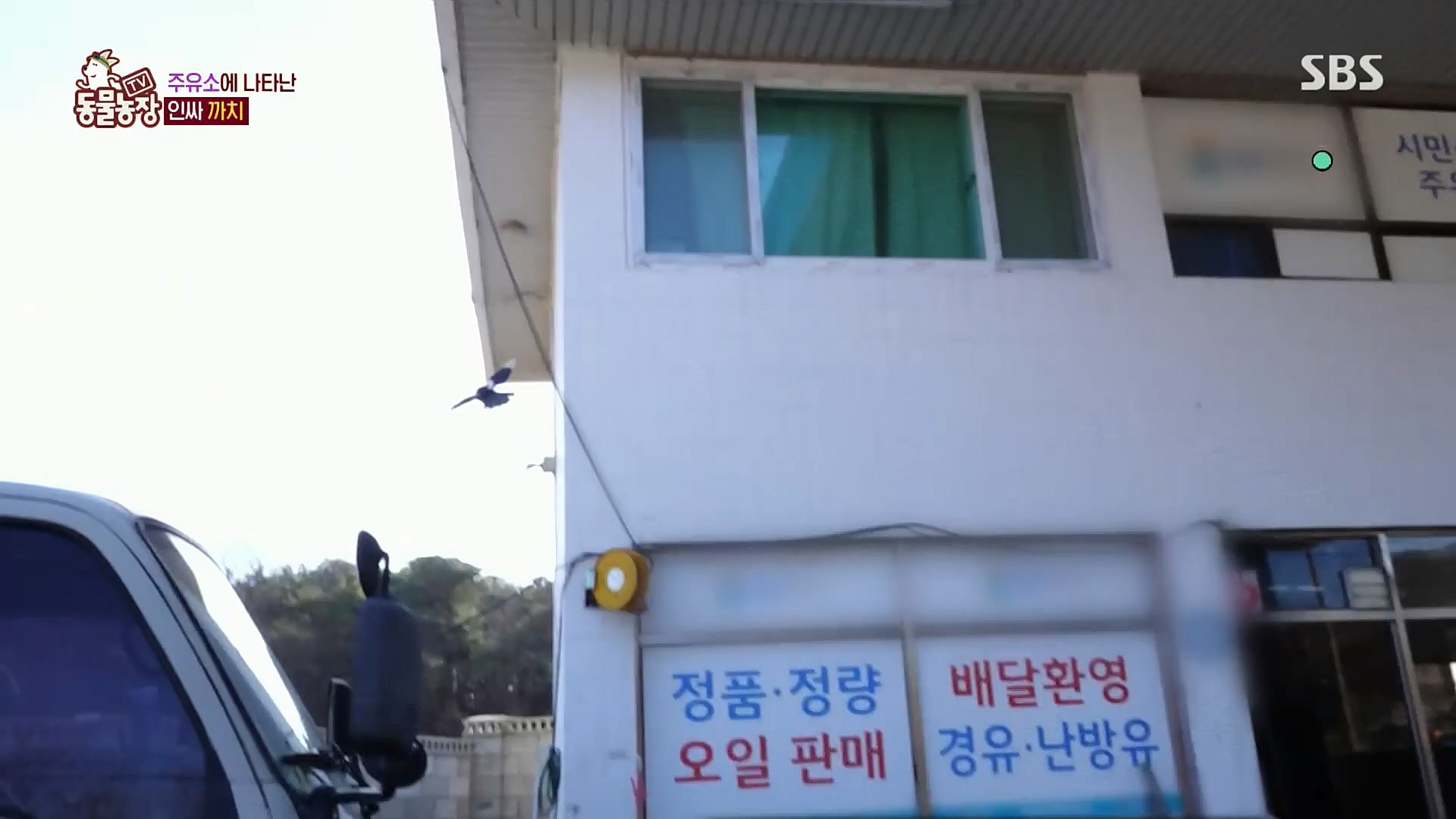 TV 동물농장.E1102.230101p.H264-F1RST.mp4_20230101_182833.820.jpg
