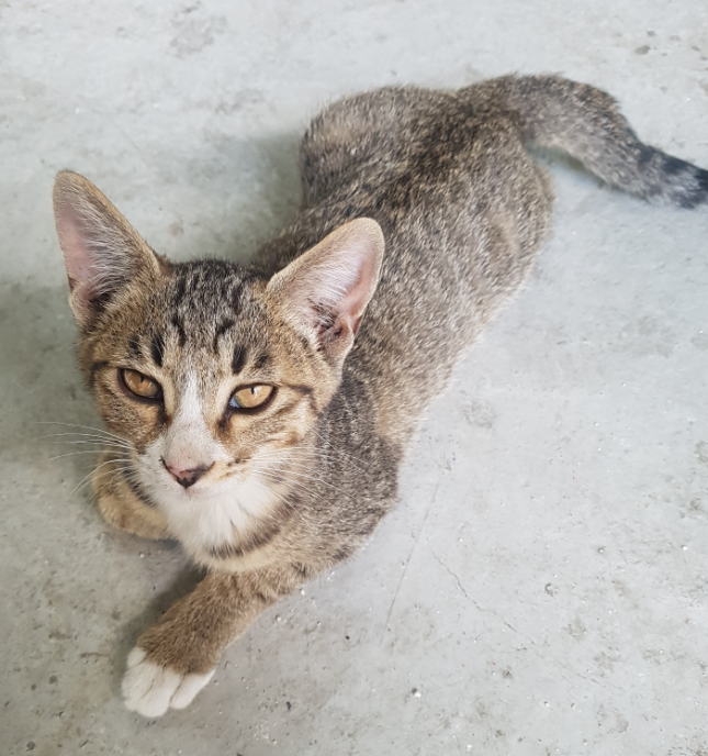 어릴적 그리고 그 외에 고양이 사진 4