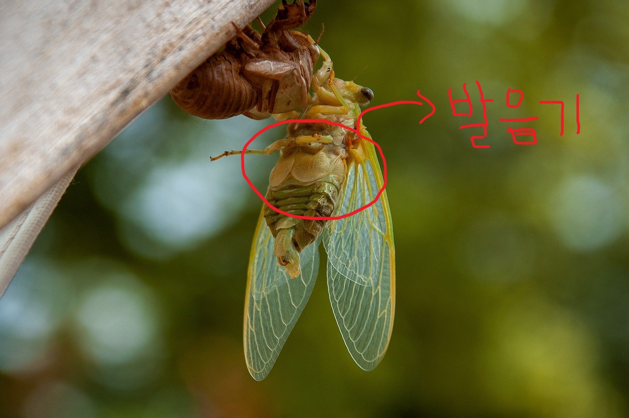 수컷 매미의 우화