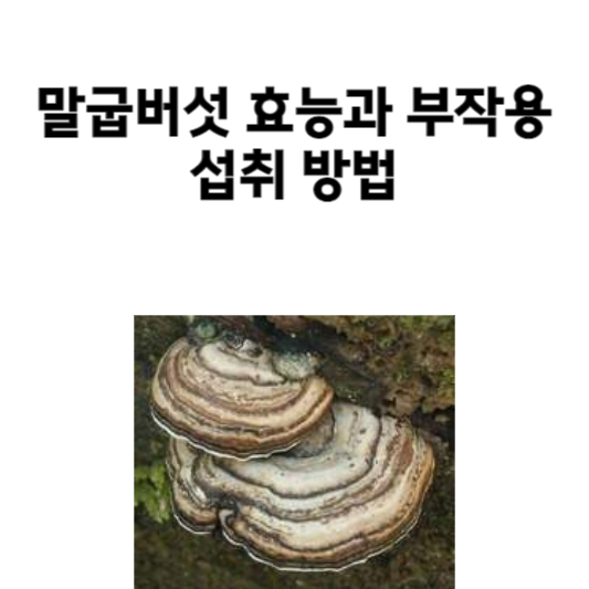 말굽버섯 효능과 부작용&#44; 섭취 방법