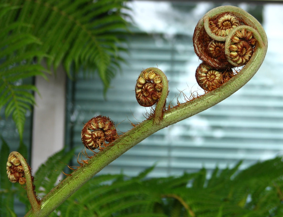 Reproduction