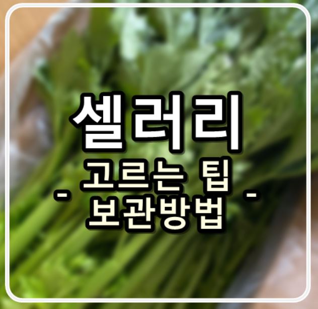  셀러리 보관 방법 고르는 법