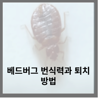 베드버그 번식력과 퇴치방법