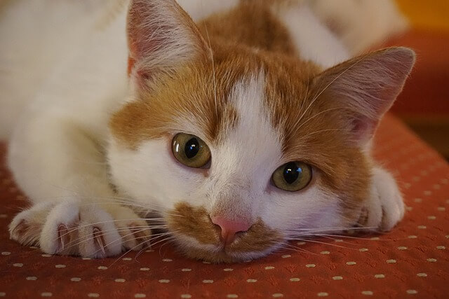 고양이 발톱 깎기