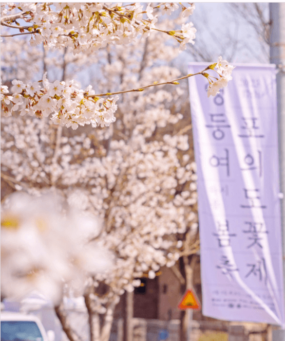 2024 여의도 벚꽃축제 교통통제 주차 일정