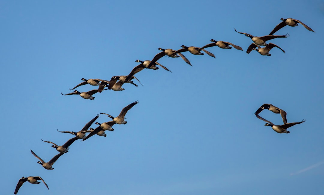 Migration