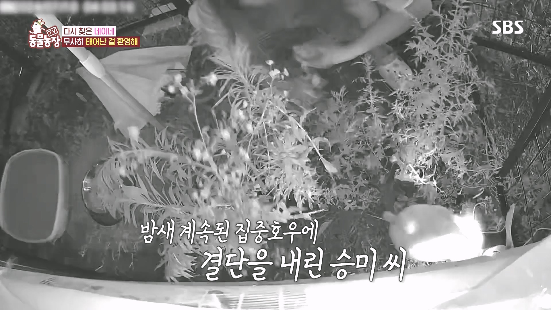 TV 동물농장.E1185.240818p.H264-F1RST.mp4_20240818_161606.360.jpg