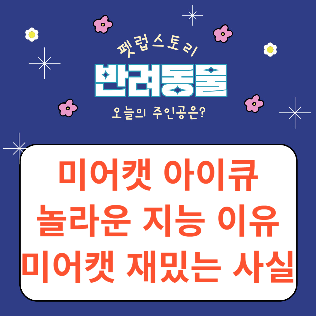 미어캣 아이큐 놀라운 지능 단순히 귀여운 동물일까?