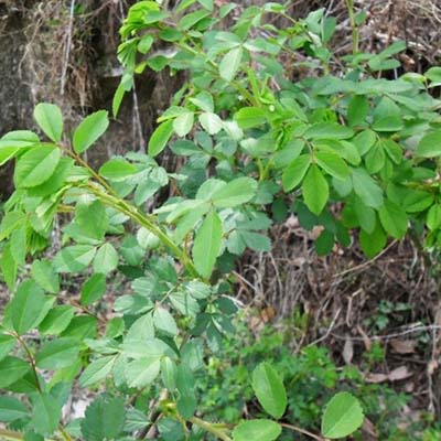 인삼-효능-먹는방법-부작용