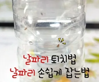 날파리 퇴치법 트랩 끈끈이_23