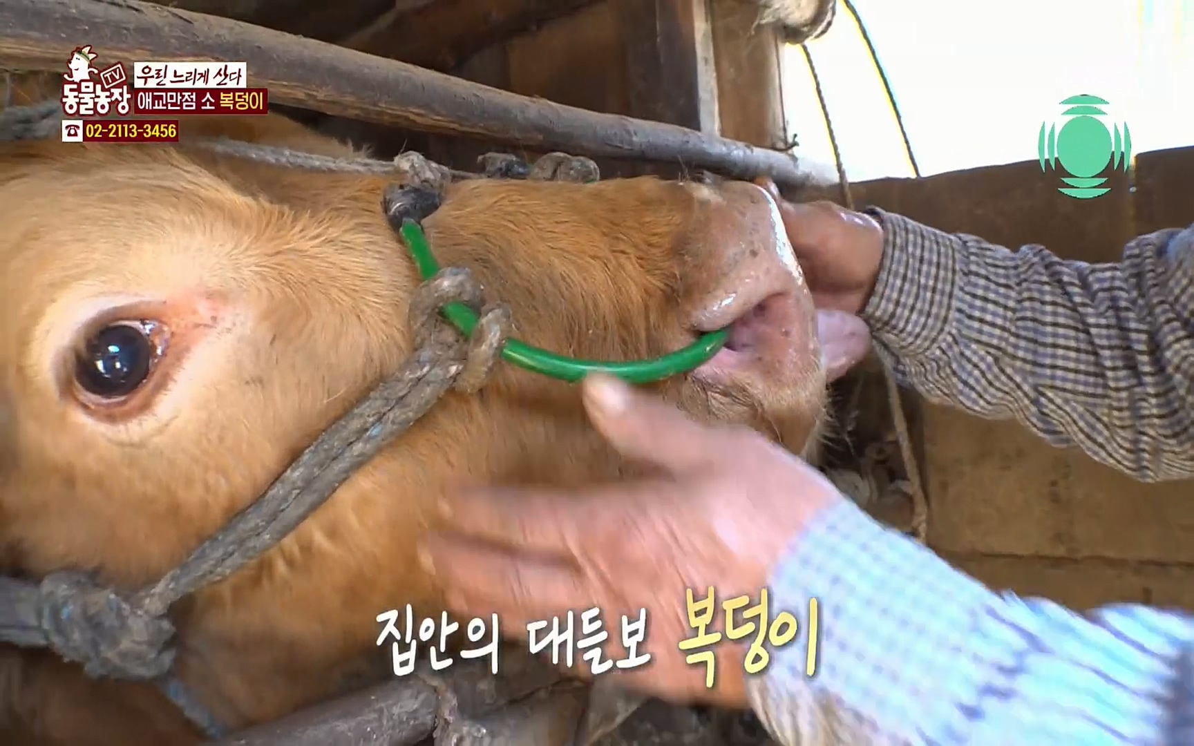 TV 동물농장.E1067.220501p.H264-F1RST.mp4_20220501_183534.405.jpg