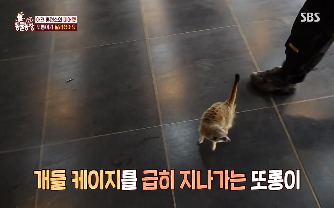 TV 동물농장.E1079.220725p-NEXT.mp4_20220724_151948.619.jpg