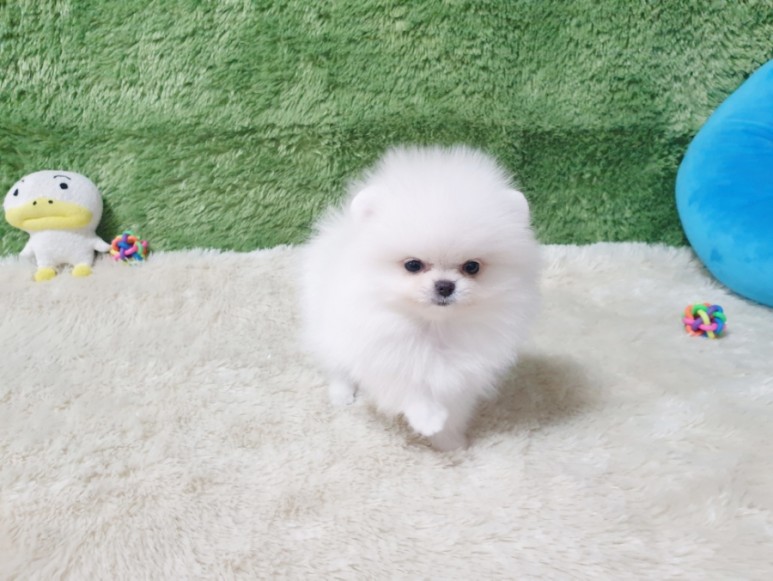 좋은 화이트 포메라니안 광주견분양 사교성 19