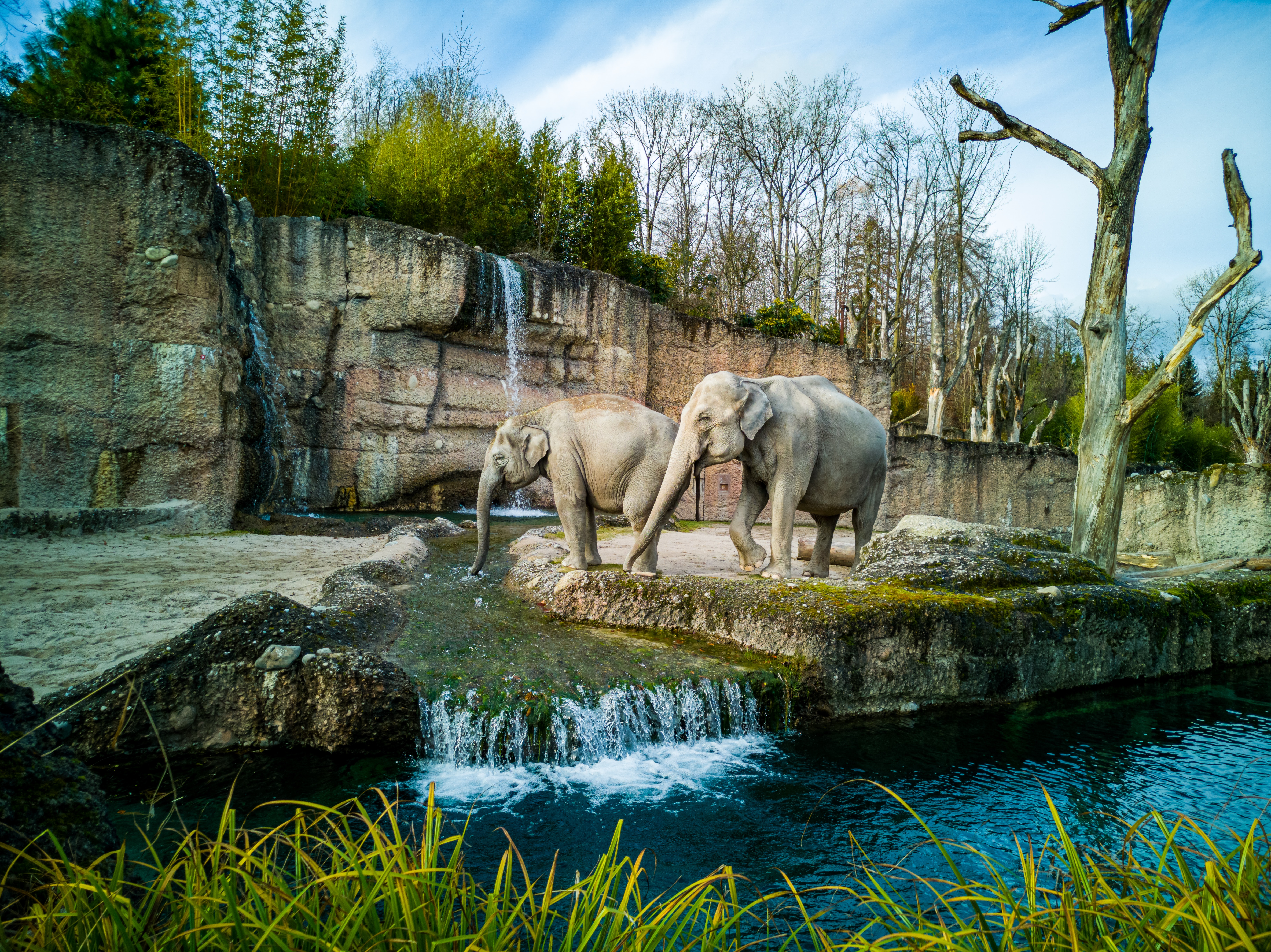 동물원에 있는 코끼리 두 마리의 모습