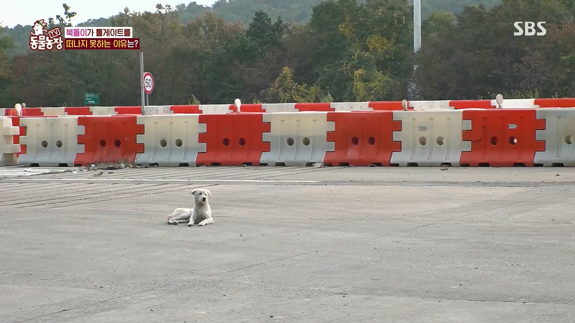 TV 동물농장.E1098.221204p.H264-F1RST.mp4_20221204_175417.448.jpg