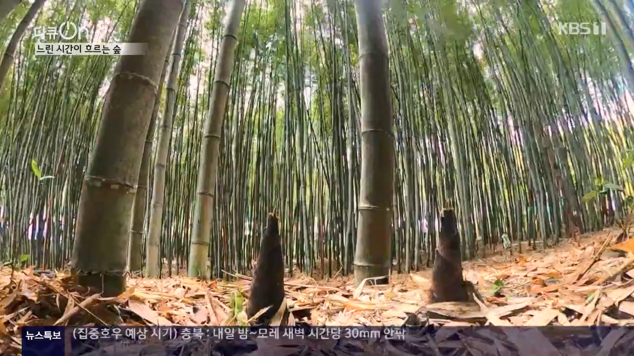 다큐 온.E206.230723p-NEXT.mp4_20230724_214220.462.jpg
