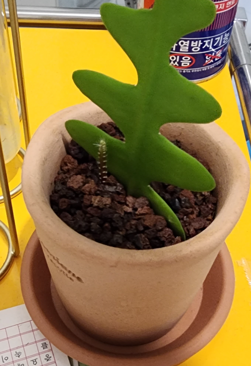 피쉬본