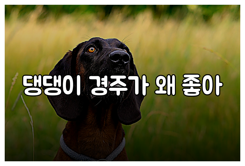 댕댕이 경주가 왜 좋아