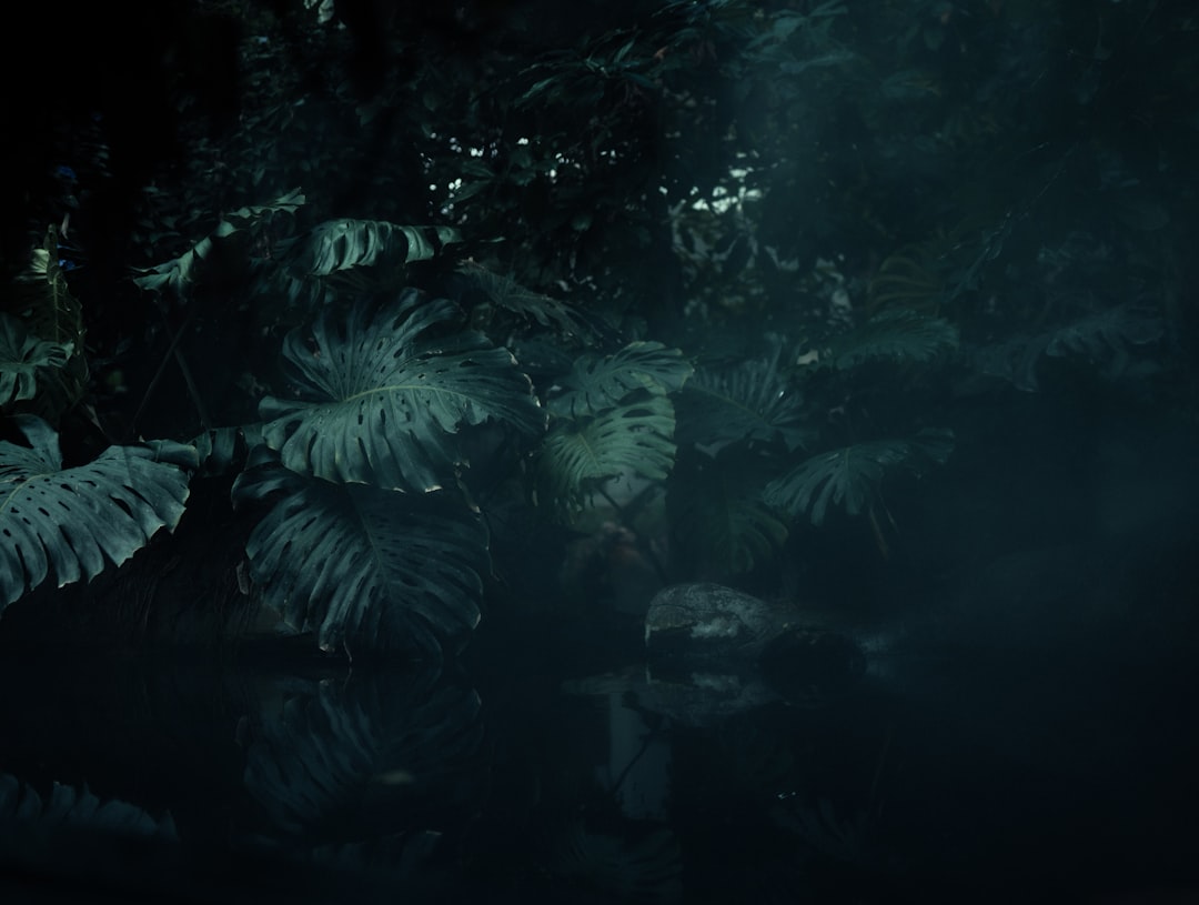 Jungle