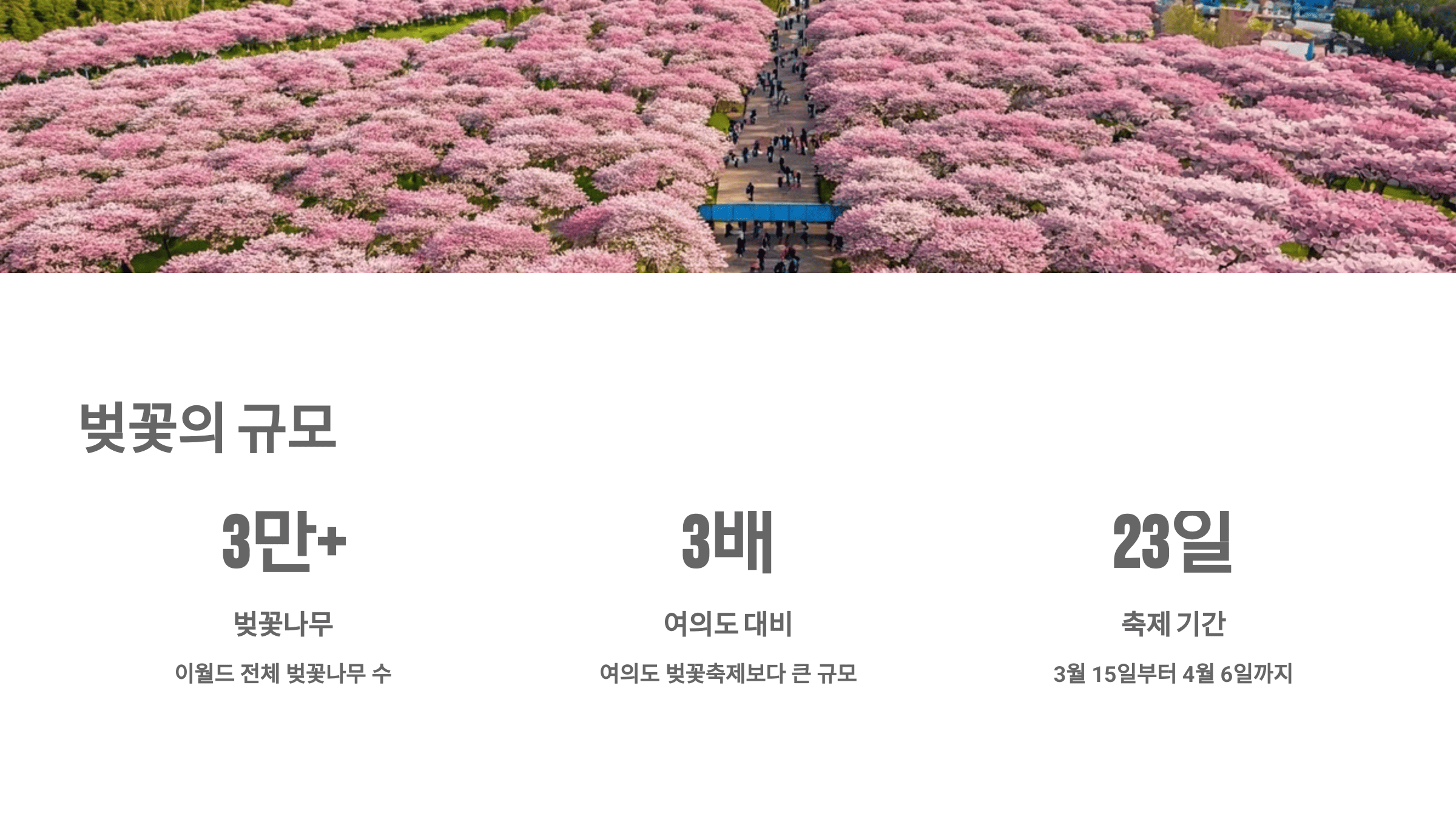 이월드 30주년 기념! 벚꽃 축제에서 만나는 특별한 봄날