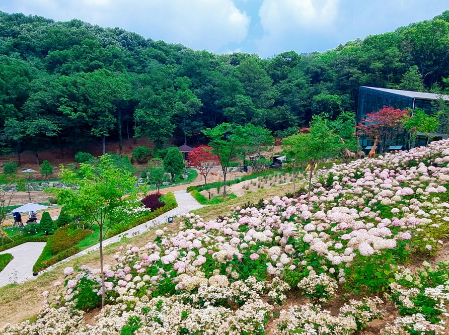 경기도 시흥 산골수목원: 연분홍 수국이 있는 식물원 카페